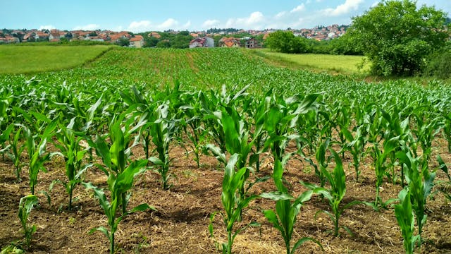 sustainable community farm